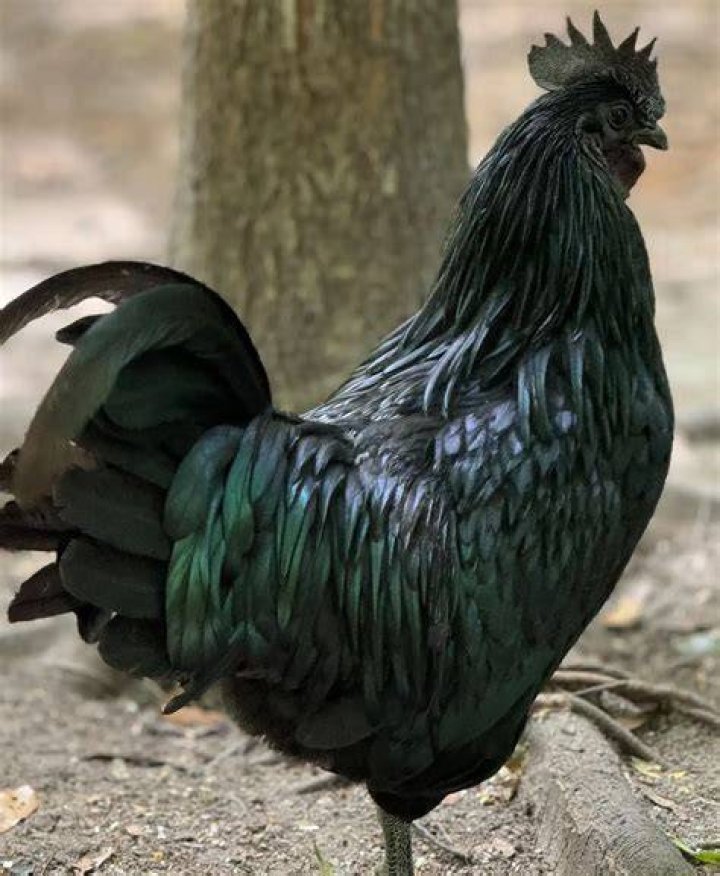 Are all chickens the same species