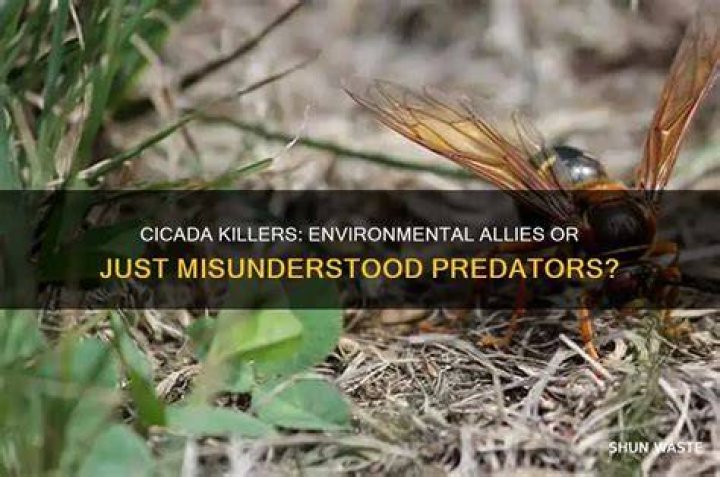 Are cicada killers good