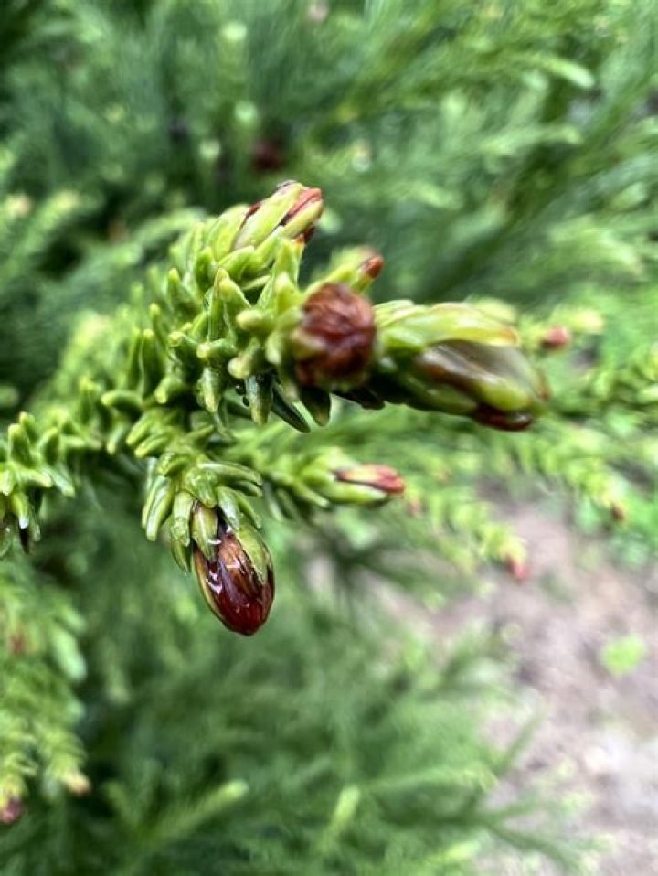 Are Cryptomeria radicans deer resistant