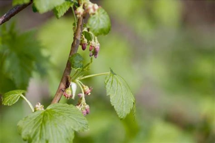 Are currants self pollinating