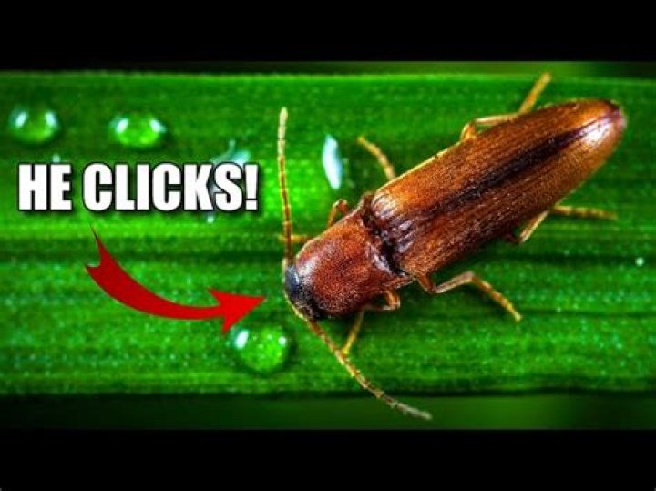 Are Eastern Eyed Click Beetles dangerous