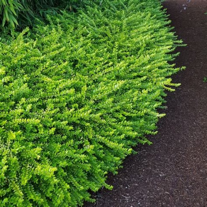 Are honeysuckle vines Evergreen