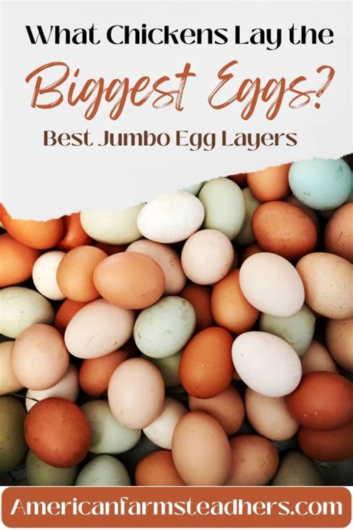 Are jumbo eggs the same as large?