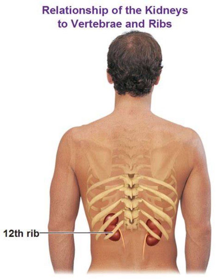Are kidneys protected by rib cage