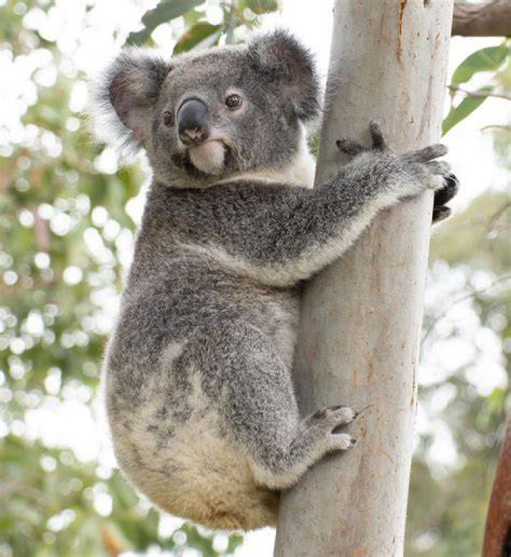 Are koalas a pest