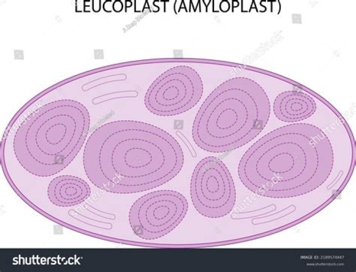 Are leucoplasts found in potatoes?