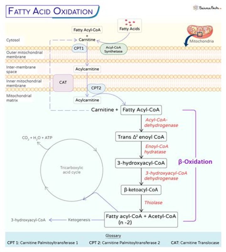 Are lipolysis and beta oxidation the same