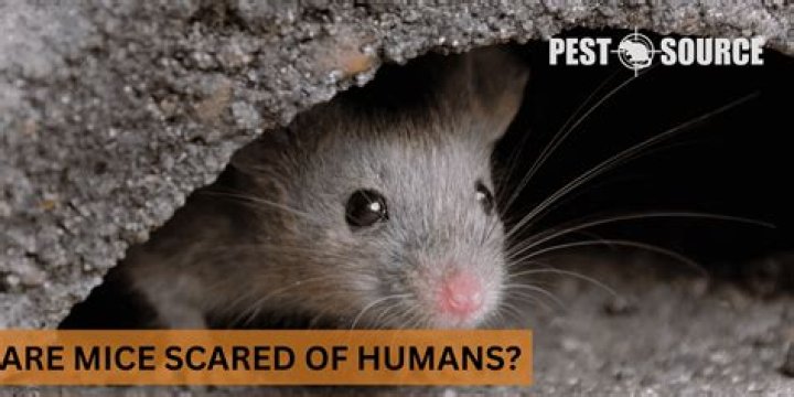 Are mice easily scared