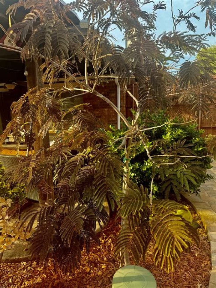 Are mimosa trees edible