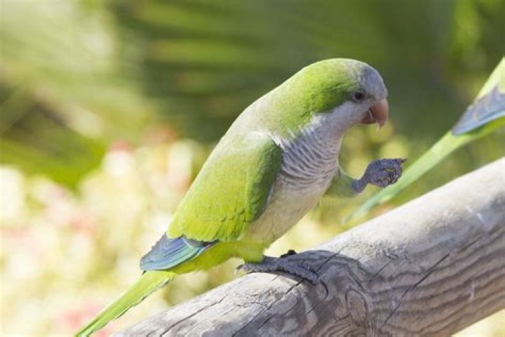 Are monk parakeets invasive