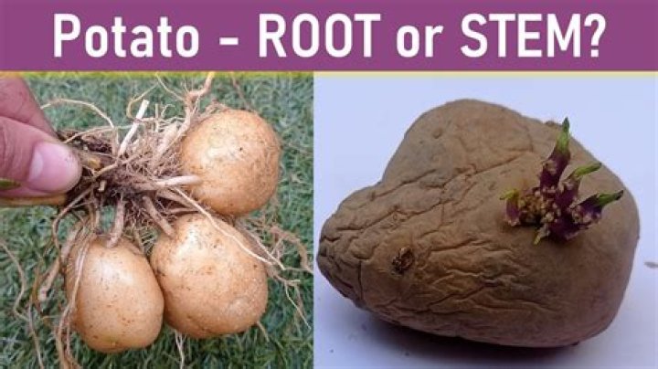 Are potatoes a root or a fruit?