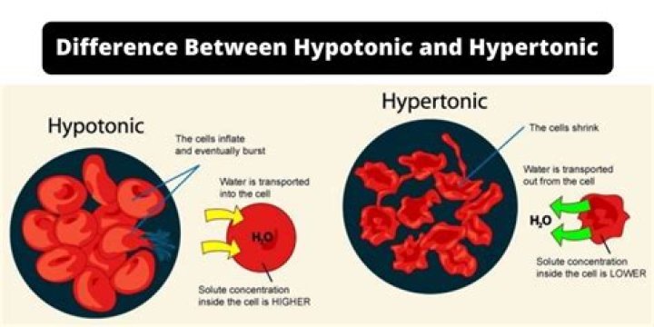 Are potatoes hypotonic or hypertonic?