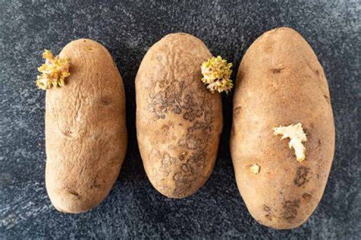 Are rotting potatoes toxic?