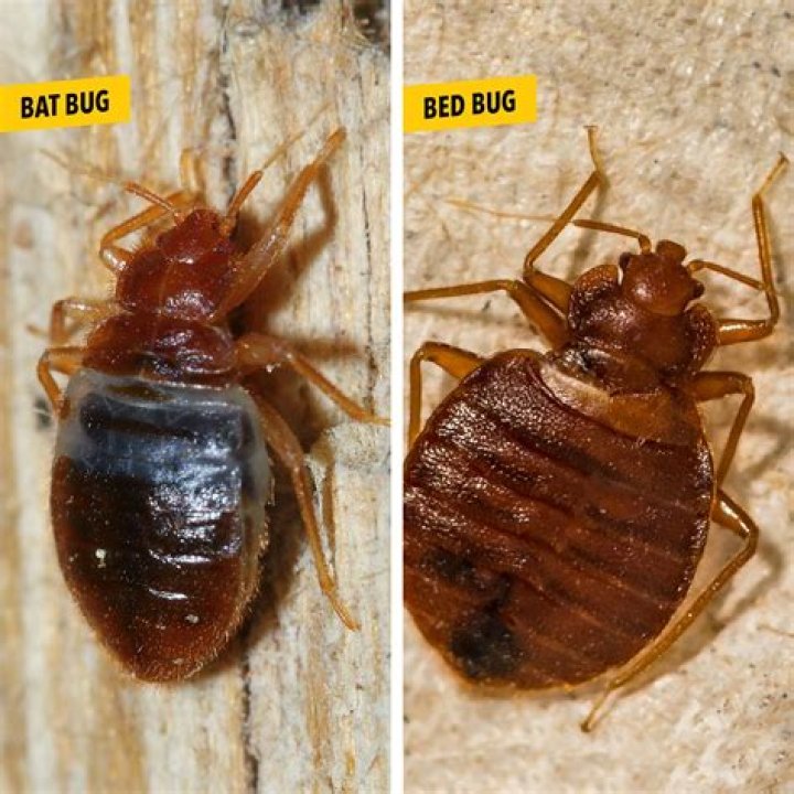 Can bat bugs bite humans