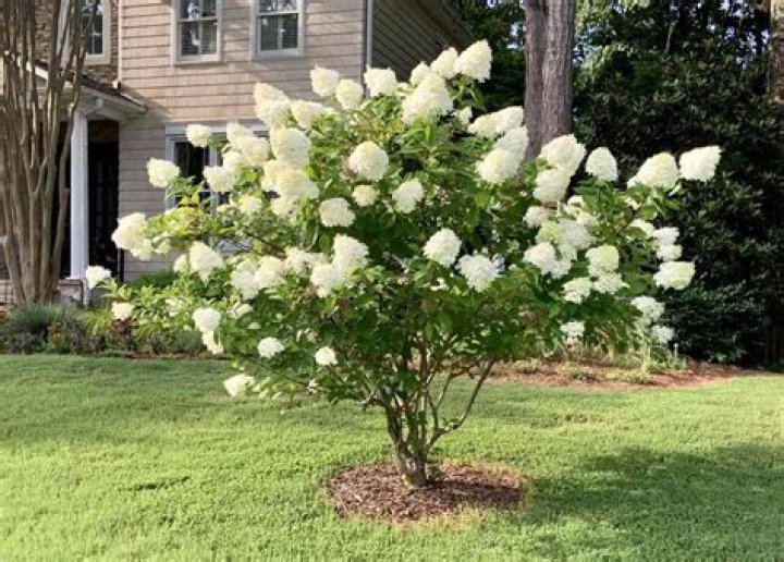 Can blue hydrangeas turn white