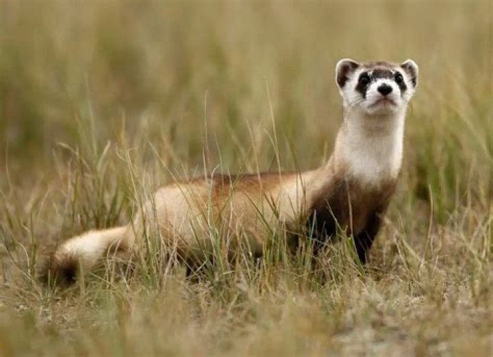 Can ferrets live outside