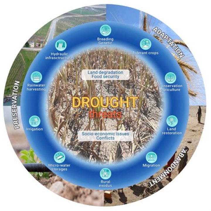 Can potatoes survive droughts?