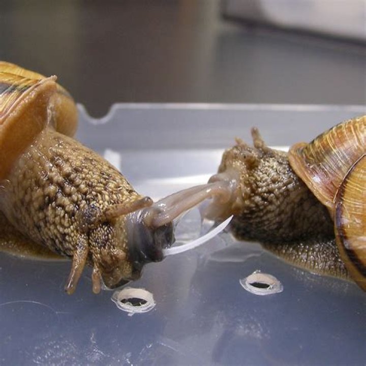 Can snails feel love
