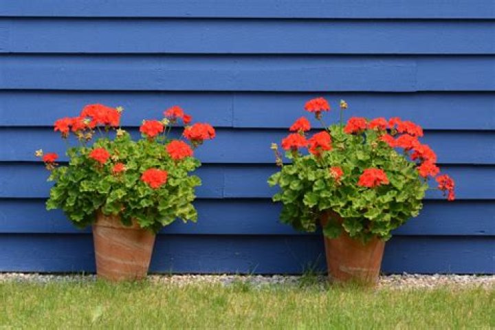 Can you get blue geraniums