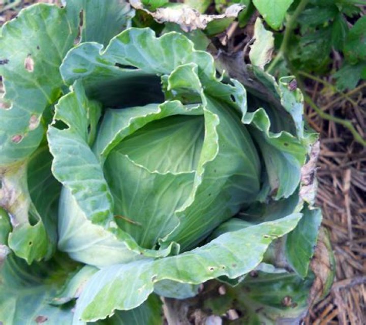 Did Romans eat cabbage
