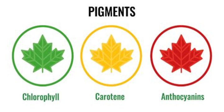 Do accessory pigments become noticeable in the spring