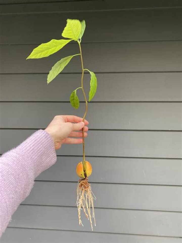 Do avocados have invasive roots