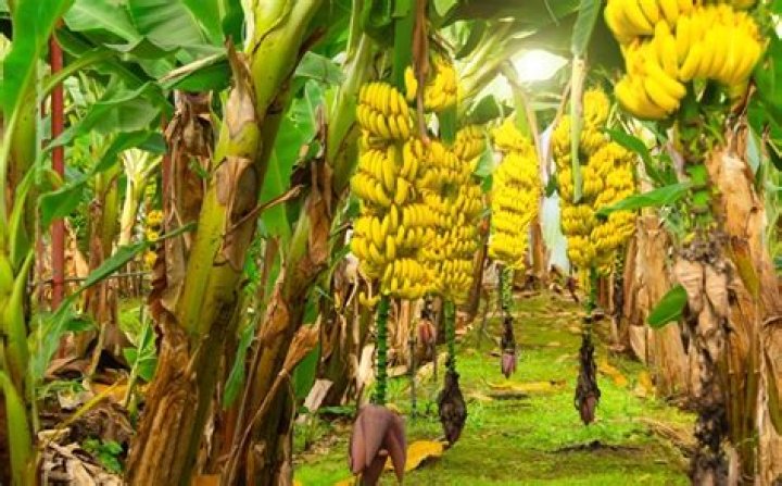 Do bananas like sun or shade