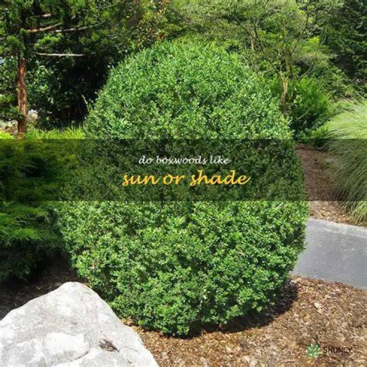 Do boxwoods like sun or shade