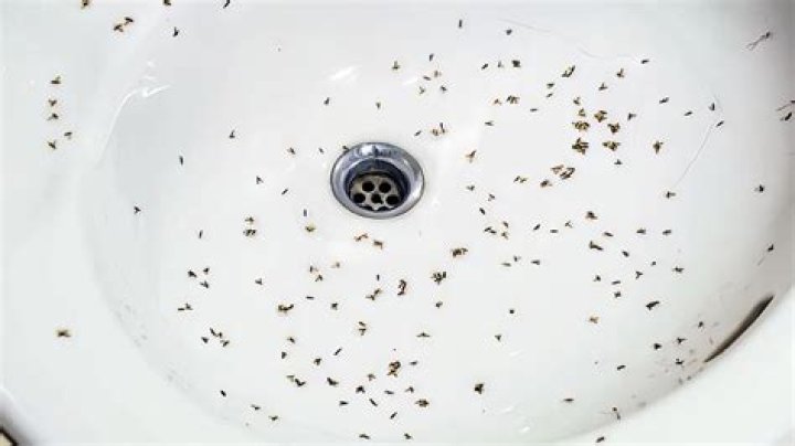 Do bugs lay eggs in potatoes?