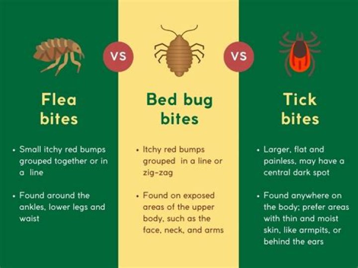 Do fleas bite in triangles