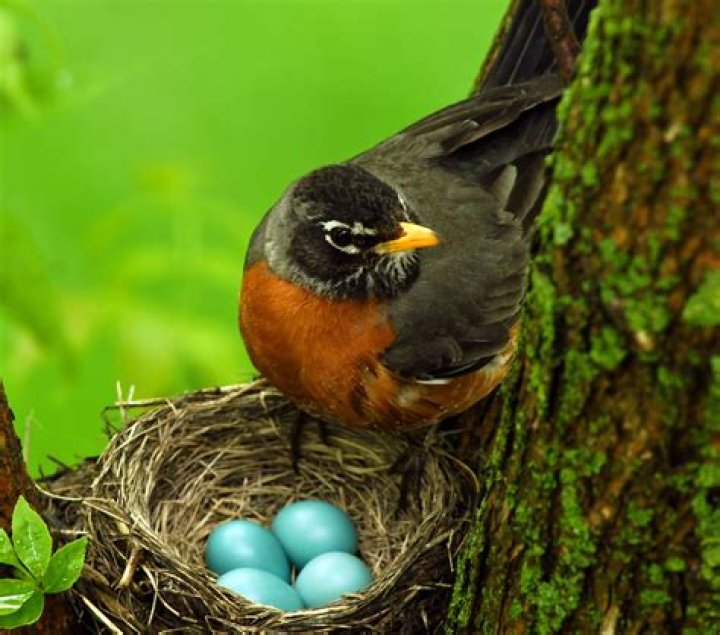 Do Ganders sit on eggs