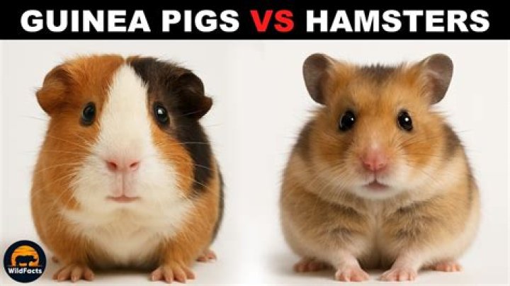 Do guinea pigs or hamsters bite more