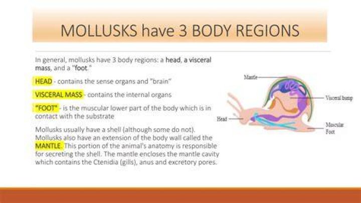 Do mollusks have tissues