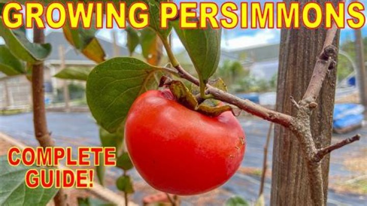 Do Persimmons grow in Maine
