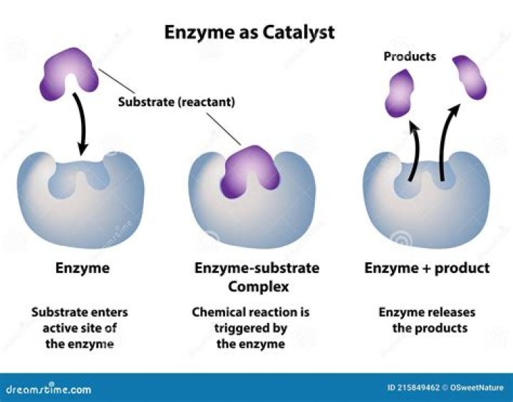 Do potatoes contain catalase enzyme