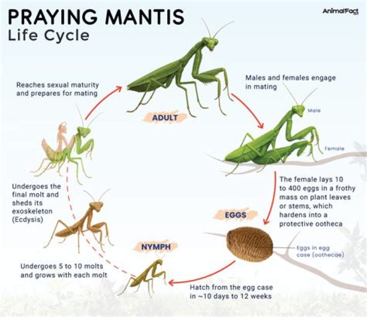 Do praying mantis have muscles