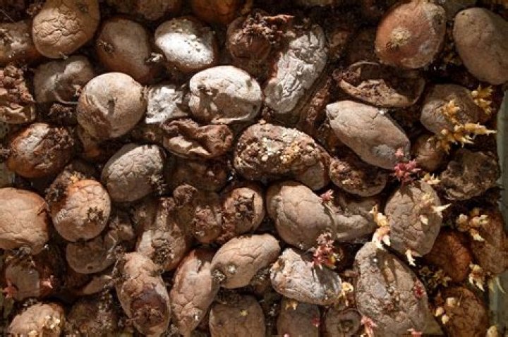 Do rotting potatoes smell?