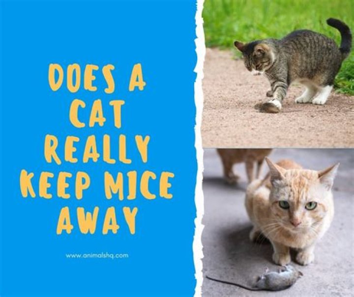 Do Sphynx cats catch mice