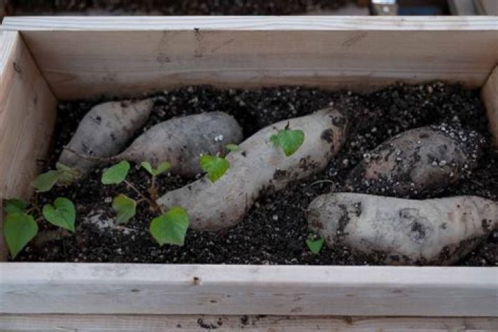Do sweet potatoes grow underground?