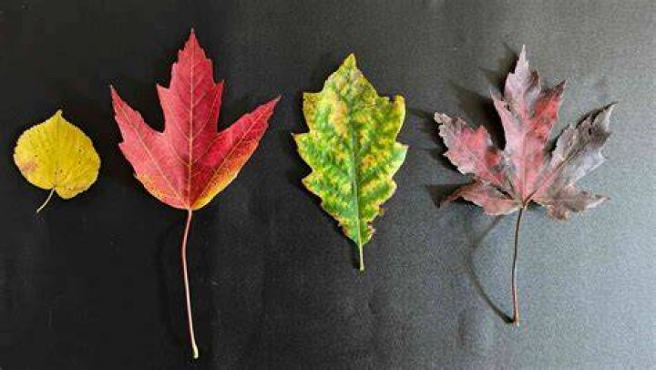 Do tea trees lose their leaves