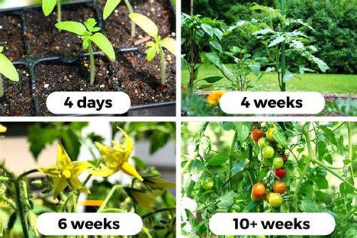 Do tomato plants produce oxygen