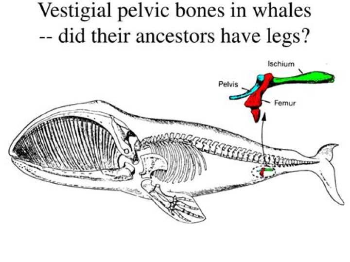Do whales still have leg bones