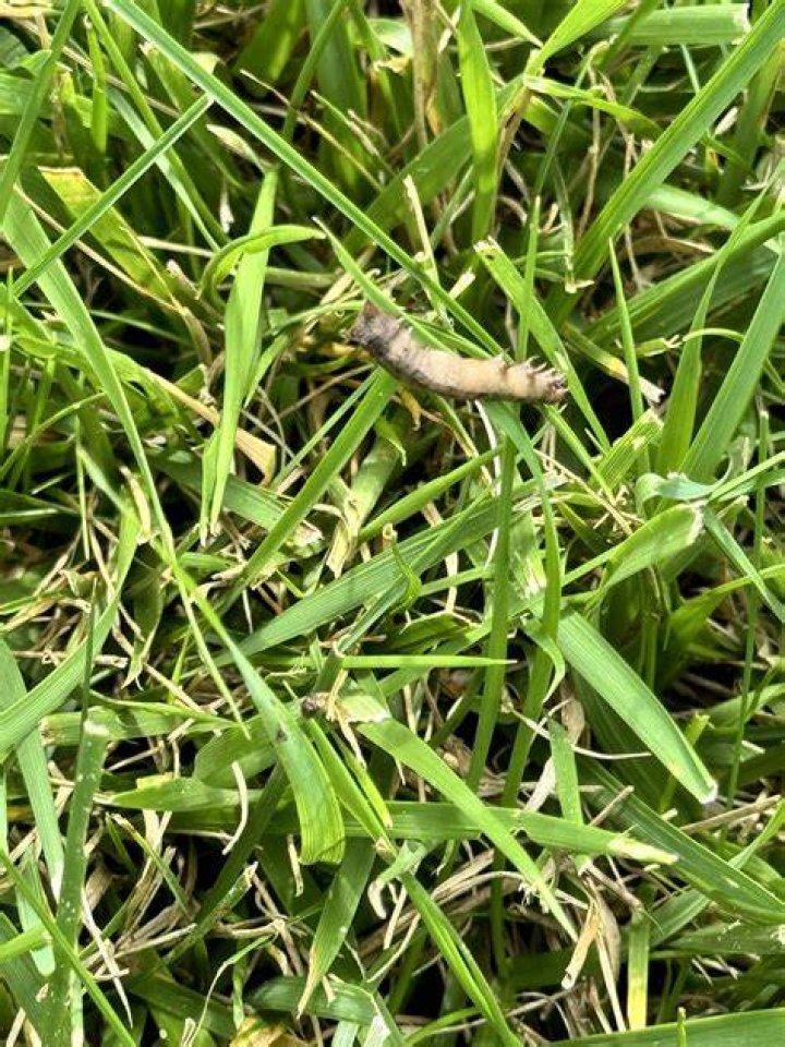 Do worms damage lawns