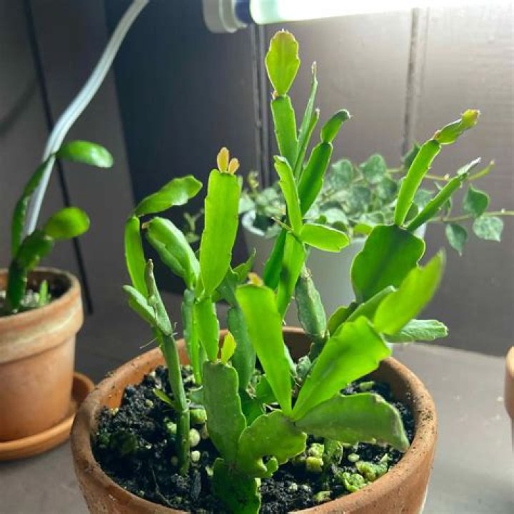 Does a Christmas cactus need sunlight