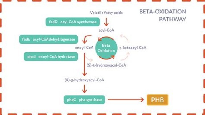 Does beta oxidation occur in the liver