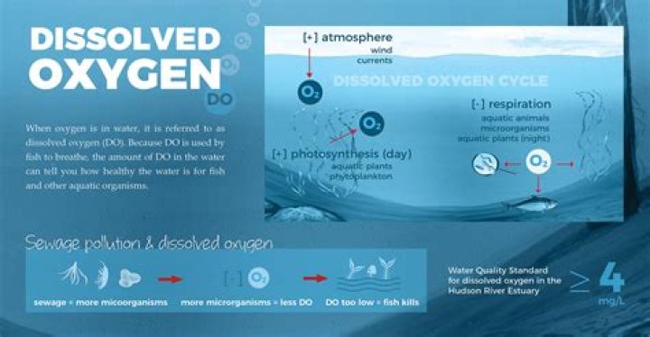 Does dissolved oxygen