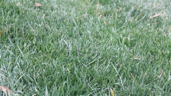 Does fescue germinate in spring