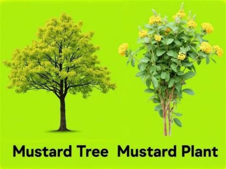 Does mustard grow into a tree