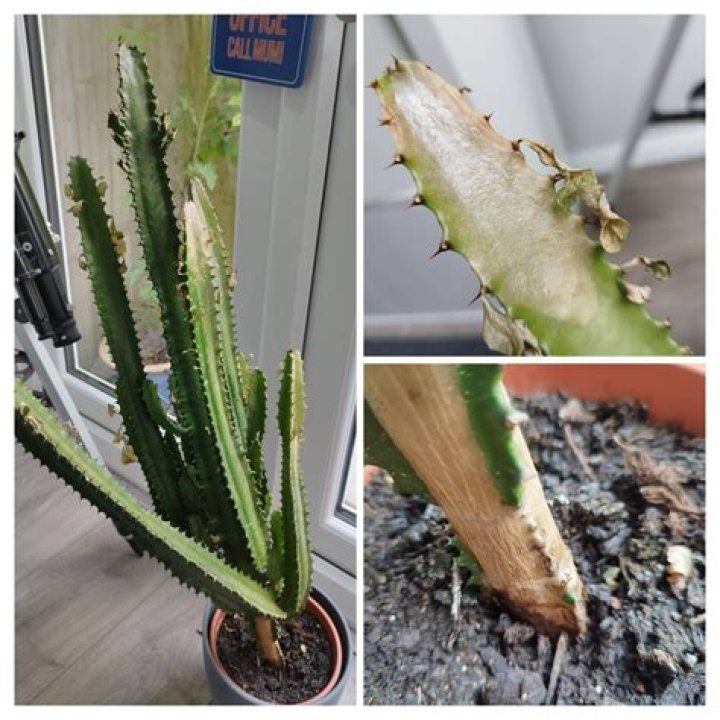 Does my cactus need direct sunlight