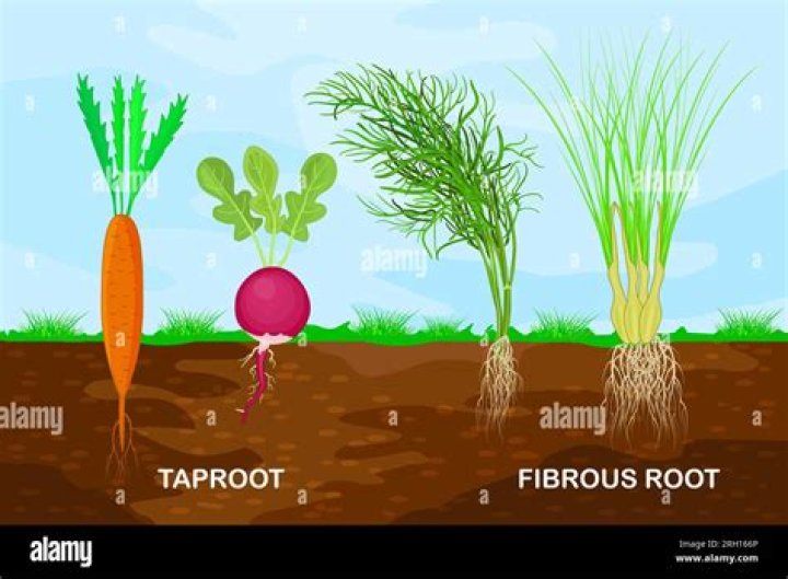 Does potato have fibrous root?